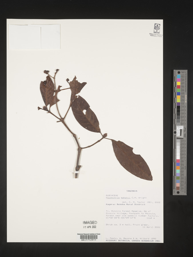 Psychotria mahonii image