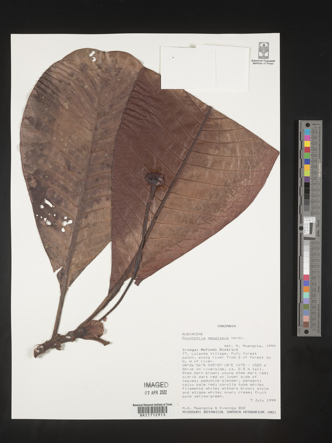 Psychotria megalopus image