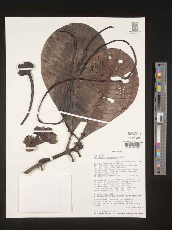 Psychotria megalopus image