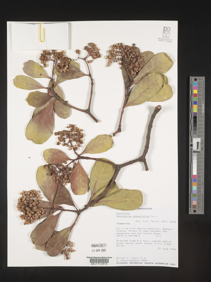 Psychotria obtusifolia image
