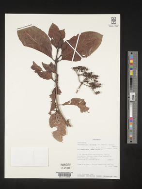 Psychotria lauracea image
