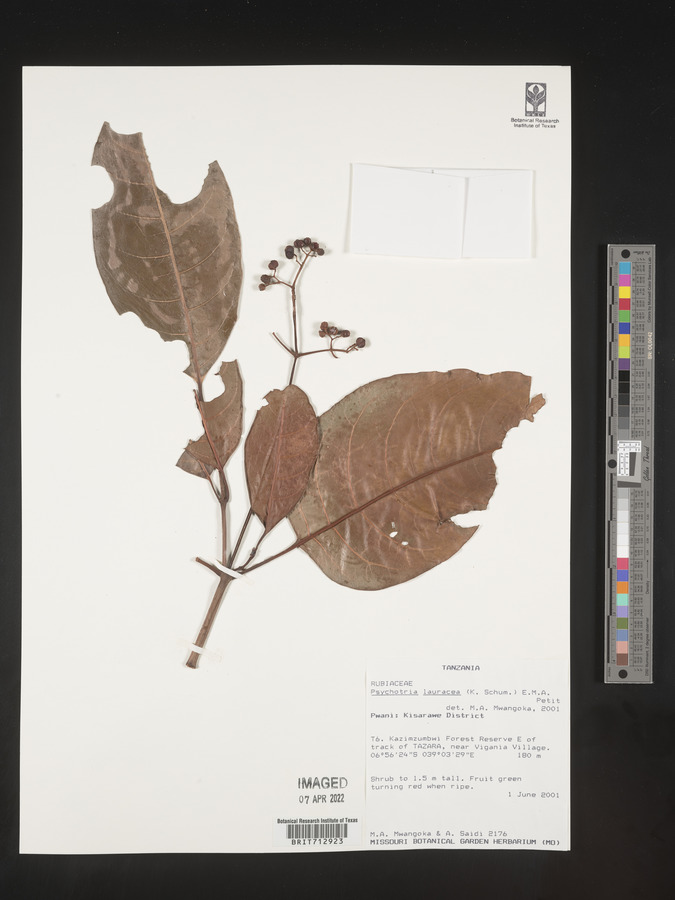 Psychotria lauracea image