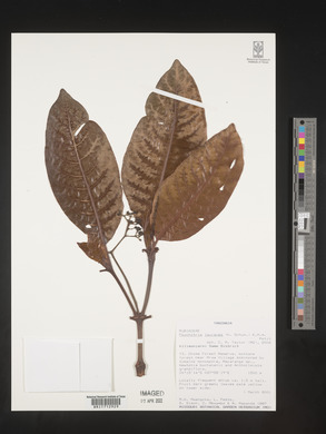 Psychotria lauracea image
