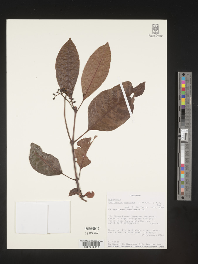Psychotria lauracea image