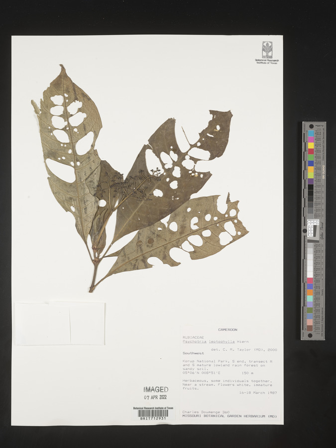 Psychotria leptophylla image