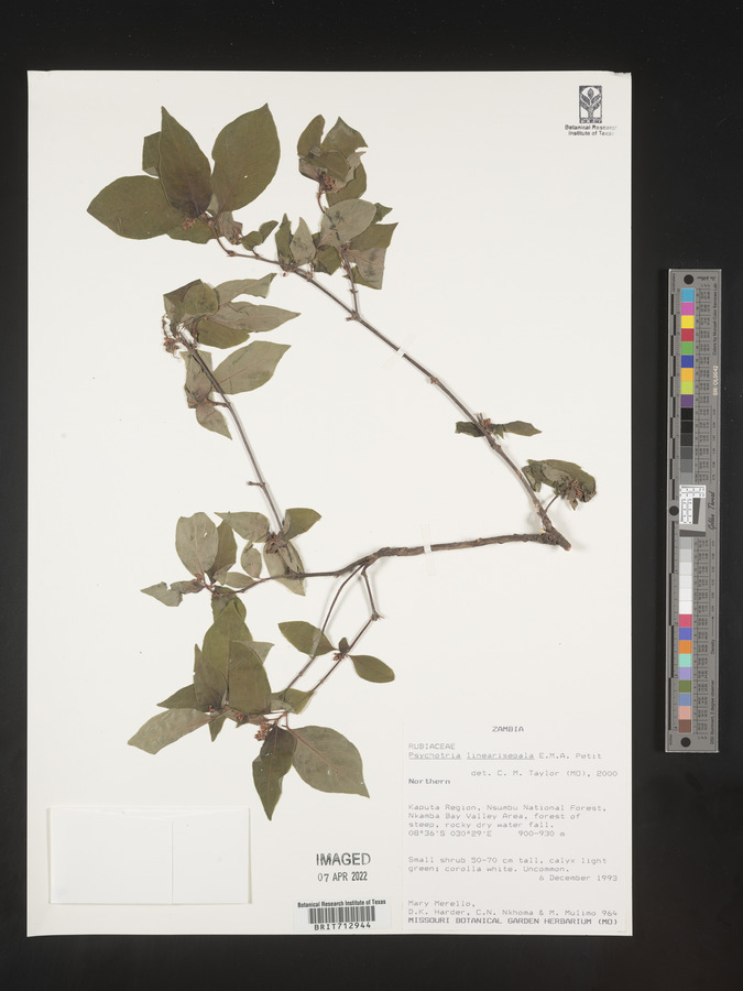 Psychotria linearisepala image