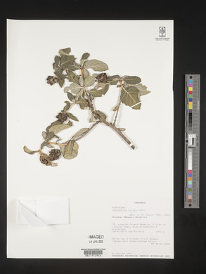 Psychotria kirkii image