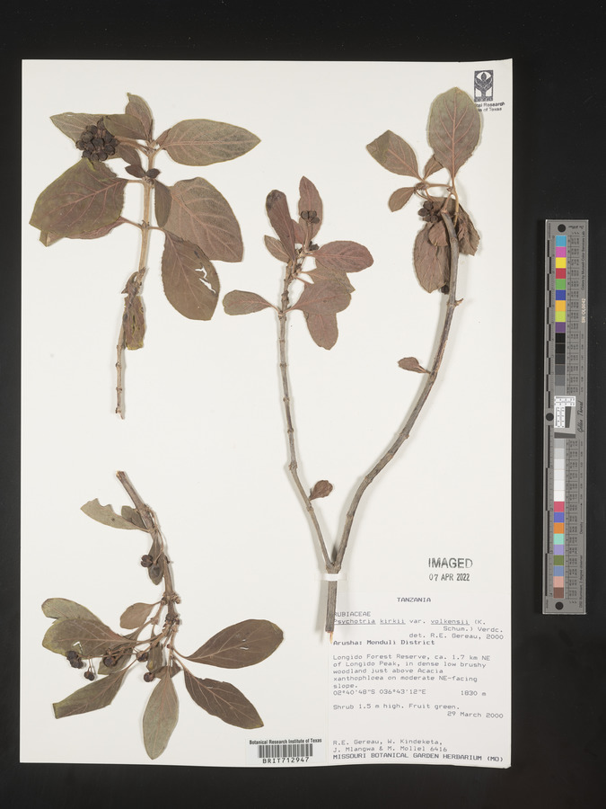 Psychotria punctata image