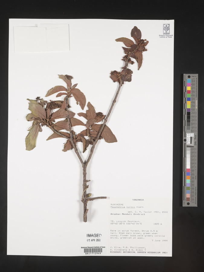 Psychotria kirkii image