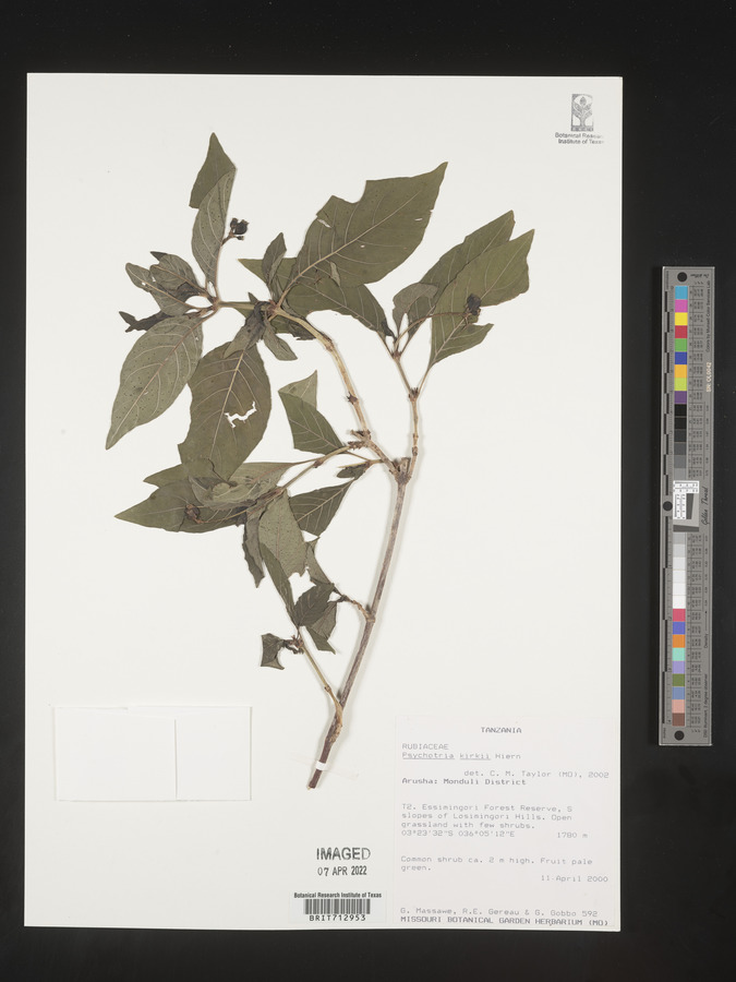Psychotria kirkii image