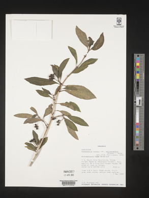 Psychotria kirkii image