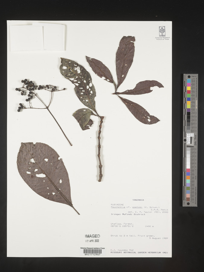 Psychotria goetzei image