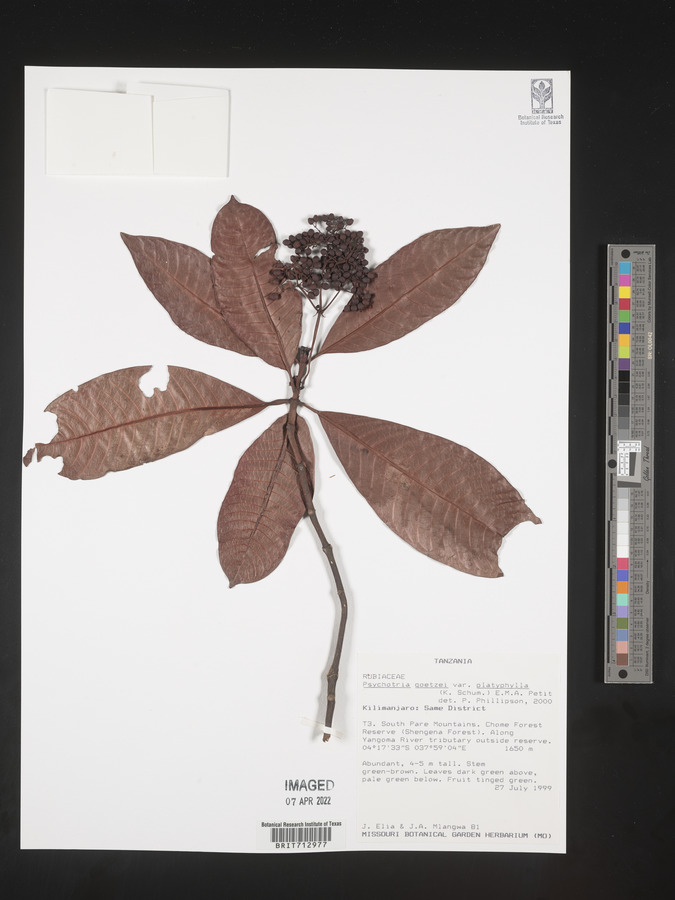 Psychotria goetzei var. platyphylla image