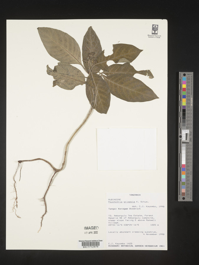 Psychotria griseola image