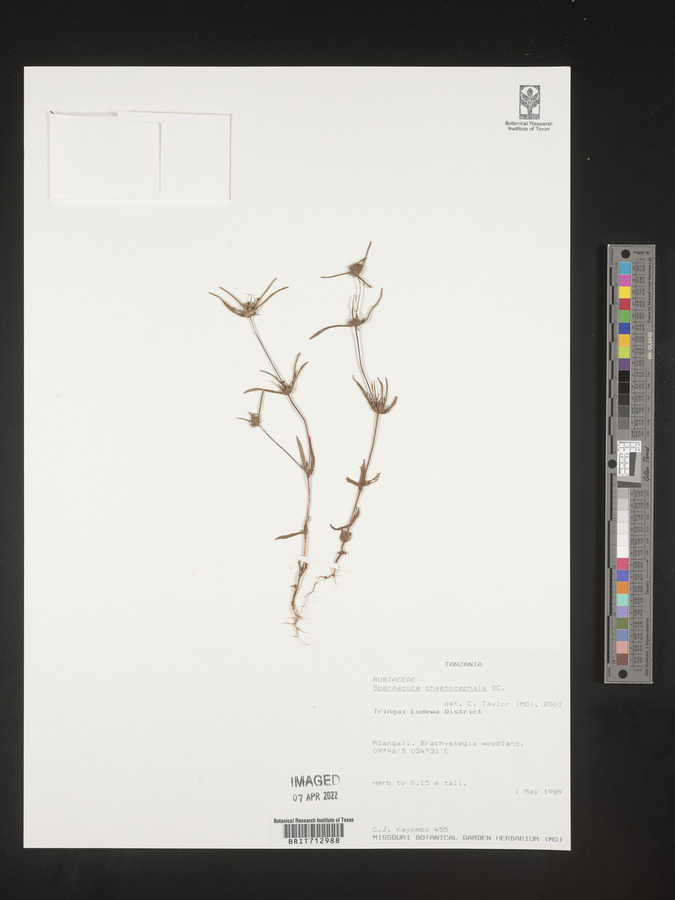 Spermacoce chaetocephala image
