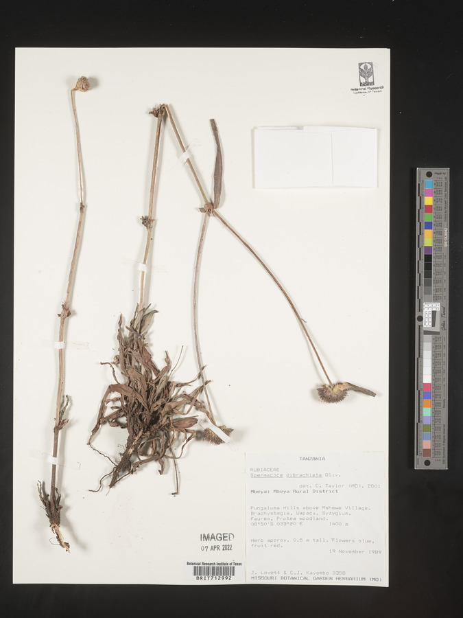 Spermacoce dibrachiata image