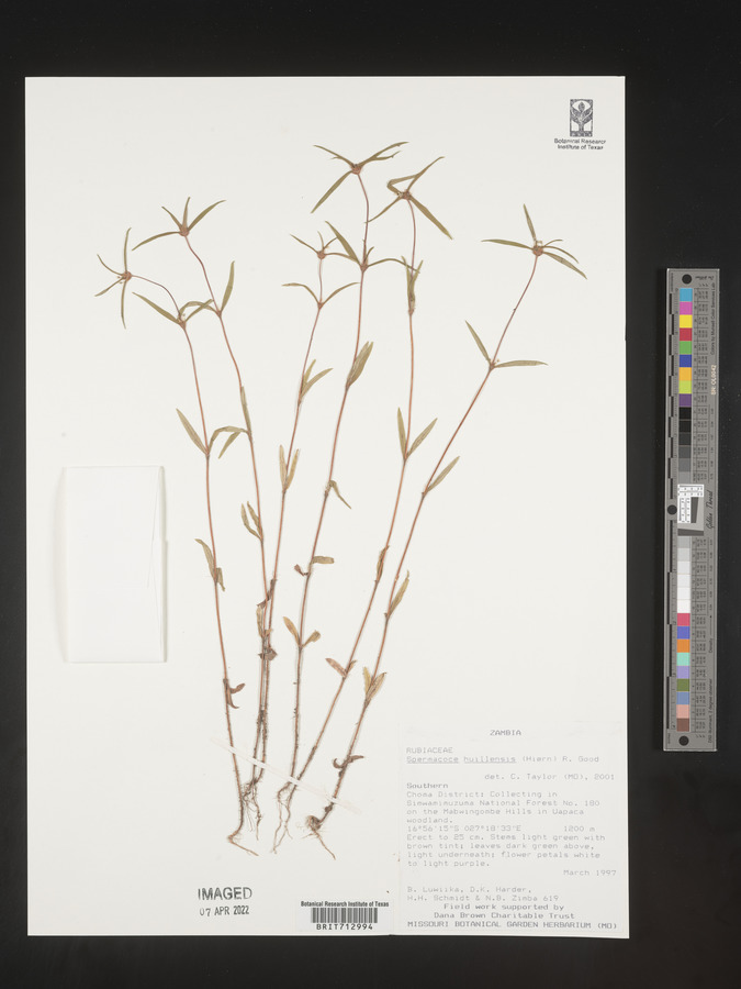Spermacoce huillensis image
