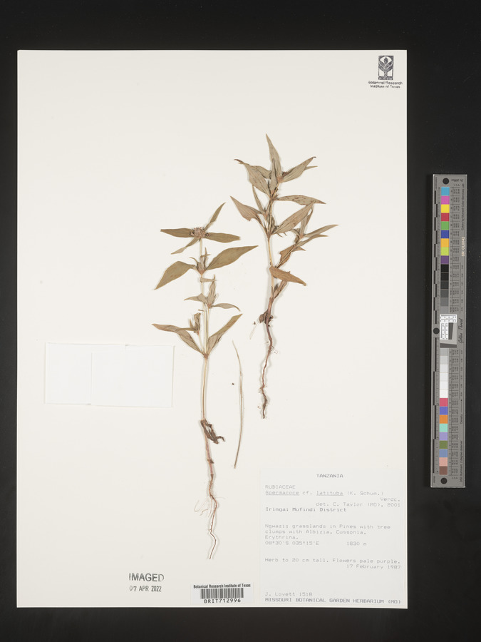 Spermacoce latituba image