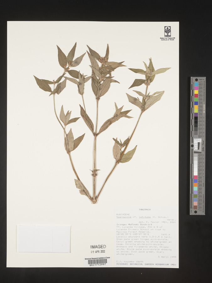 Spermacoce latituba image