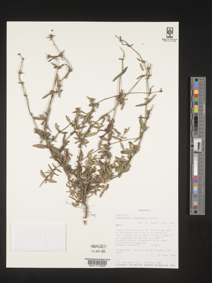 Spermacoce natalensis image