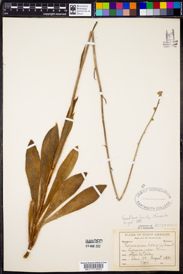 Hieracium longipilum image