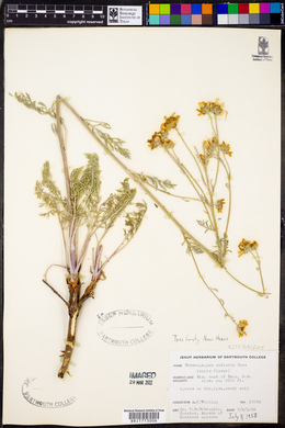 Hymenopappus radiatus image