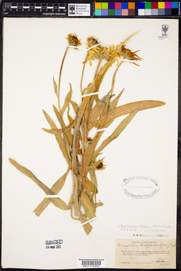 Hymenoxys hoopesii image