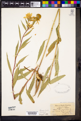 Helianthus giganteus image