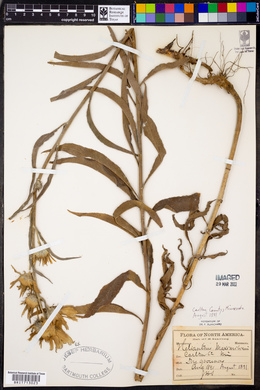 Helianthus maximiliani image