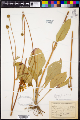 Helianthus occidentalis image