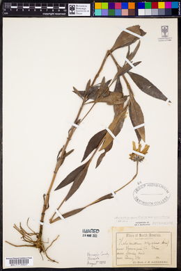Helianthus pauciflorus image