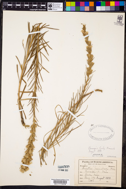 Liatris punctata image