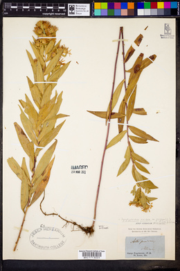 Symphyotrichum puniceum var. puniceum image