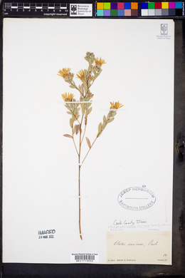 Symphyotrichum sericeum image