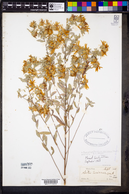 Symphyotrichum sericeum image