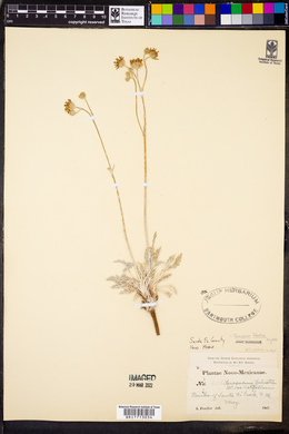 Taraxacum palustre image