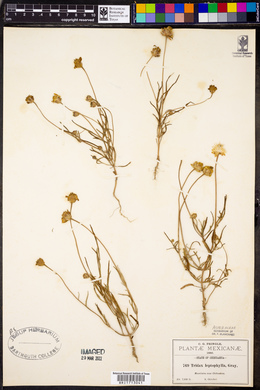 Tridax leptophylla image