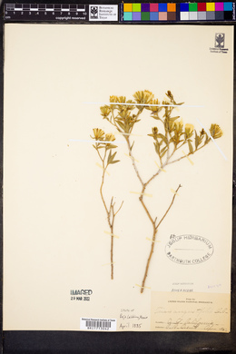Trixis angustifolia image