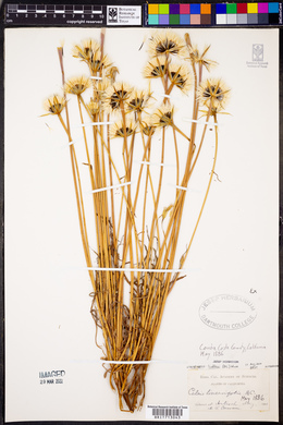 Calais linearifolia image