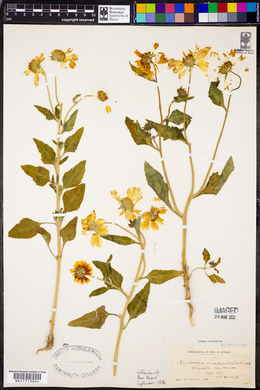 Verbesina encelioides image