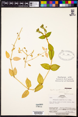 Stellaria aquatica image