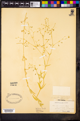 Stellaria calycantha image