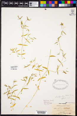 Stellaria calycantha image