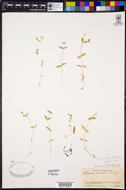 Stellaria calycantha image