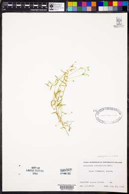 Stellaria crassifolia image