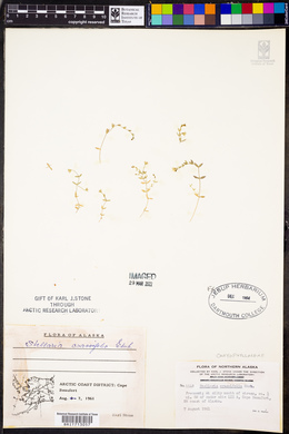 Stellaria crassifolia image