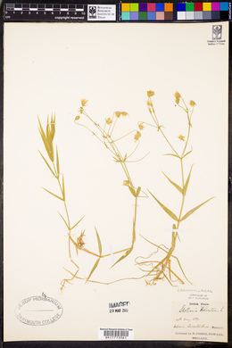 Stellaria holostea image