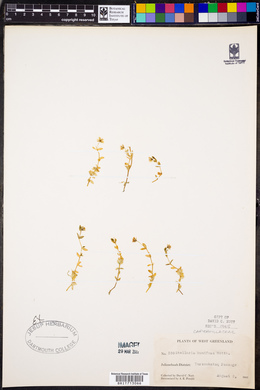 Stellaria humifusa image