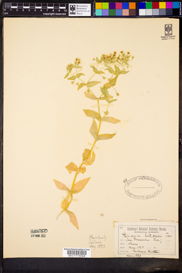 Stellaria littoralis image