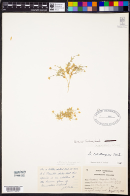Stellaria longipes var. longipes image